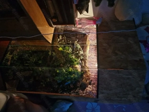 Terrarium groß