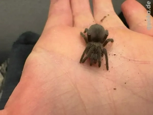 vogelspinne eupalaestrus campestratus