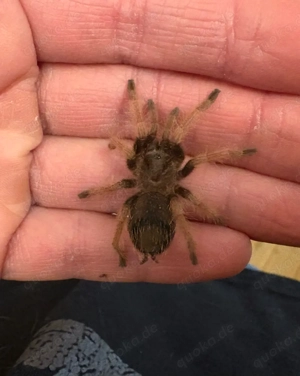 Vogelspinne Brachypelma klaasi