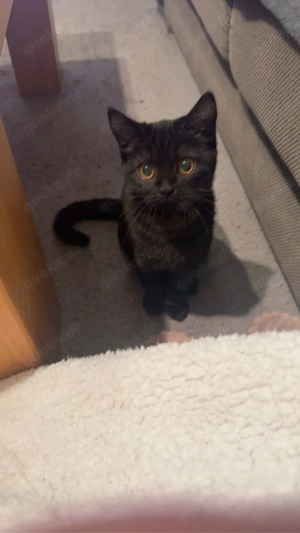 Lilly sucht ein neues zuhause