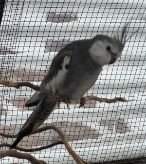 Nymphensittich Männchen 