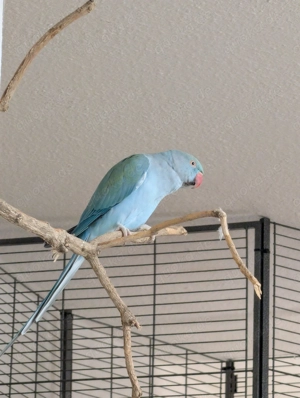 Halsbandsittich Blau Henne