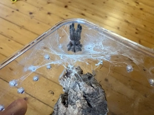 Vogelspinne Avicularia merianae