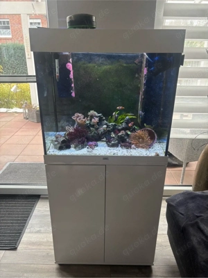 Meerwasser Aquarium Juwel  Lido120L mit Besatz und Zubehör zu verkaufen