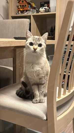 BKH 1 Jahr weiblich mit blauen Augen abzugeben 