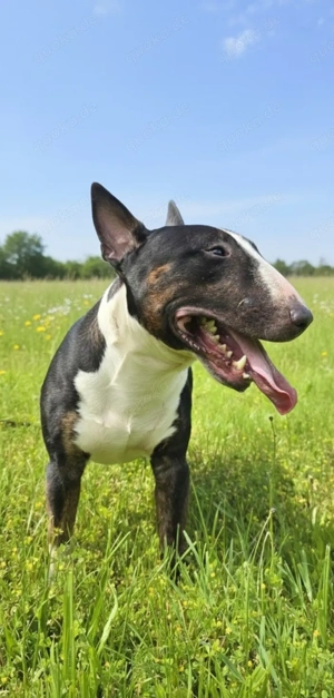 Miniatur Bullterrier Deckrüde