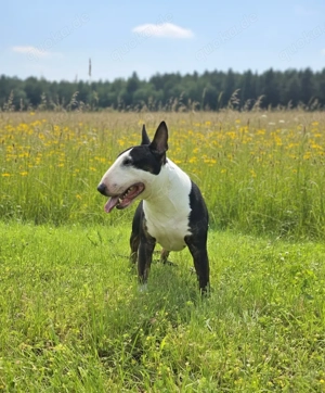 Miniatur Bullterrier Deckrüde Bild 2