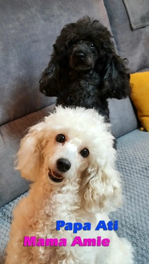 BreWells zuckersüße Fellnase JoeBlack sucht noch ein neues liebevolles Zuhause Bild 7