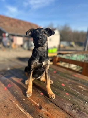 Luna sucht ihr Körbchen 