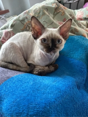 Devon Rex Mädchen 3,5 Monate   mit Stammbaum, FPL FIFe