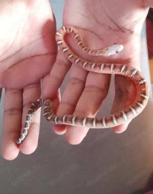 Kornnatter Jungtier (Scaleless)