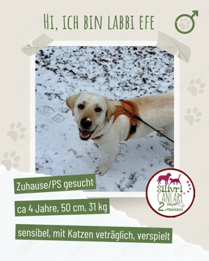 Efe - sensibler Labrador mit großem Herz sucht verständnisvolles Zuhause oder eine Pflegestelle