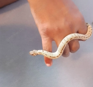 Hakennasennatter   Arctic Conda   Weibchen