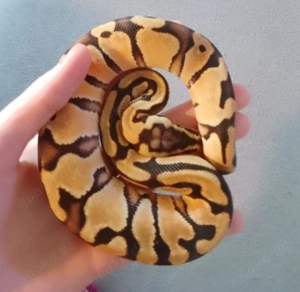 Königspython   Pastel Enchi het Clown