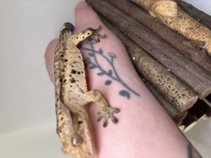 Superdalmatiner Männchen ( Hamm März) Krongecko