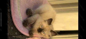    von 8 sind noch 1 Zuckersüße Siam-Mekong-Bobtail-Kitten suchen Herzensmenschen   