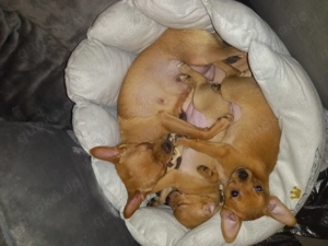 Zwei weibliche Chihuahuas suchen neue Familien