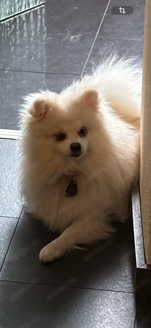 Pomeranian weiß 