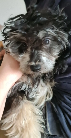 Toypudel Jungrüde stubenrein