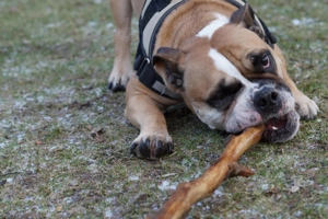 Englische Bulldogge - Sucht liebevolles Zuhause.  Bild 3