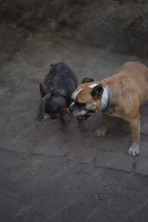 Englische Bulldogge - Sucht liebevolles Zuhause.  Bild 4