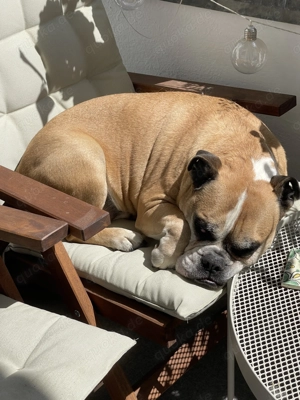 Englische Bulldogge - Sucht liebevolles Zuhause.  Bild 2