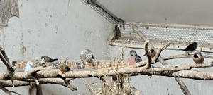 Bourkesittiche in wildfarbig spalt, von 2025 Bild 3