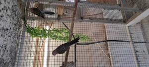 Bourkesittiche in wildfarbig spalt, von 2025 Bild 2