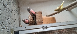 Bourkesittiche in wildfarbig spalt, von 2025