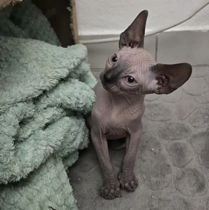 Sphynx-Kitten mit blauen augen 