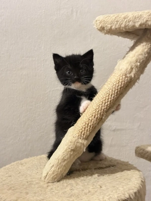 Kätzchen suchen ein Zuhause