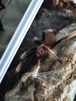 Chilobrachys Natanicharum ex.Electric Blue mit Rh 10.02.26