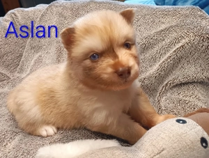 Pomsky F2 Welpen