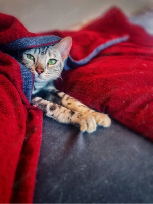 Bengal Katze 