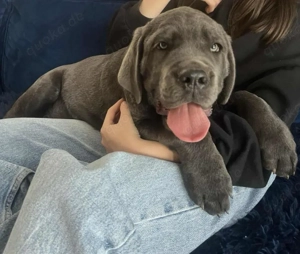 Exklusiver cane corso welpe   rüde | top qualität | premium klasse