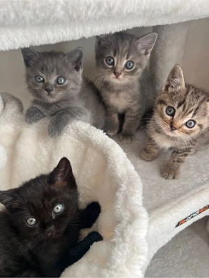 Zuckersüße, gesunde BKH Kitten abzugeben