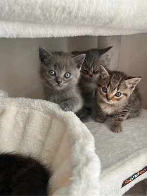 Bezaubernde BKH Kitten ab sofort abzugeben