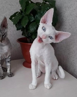 Faszinierende Devon Rex-Kätzchen