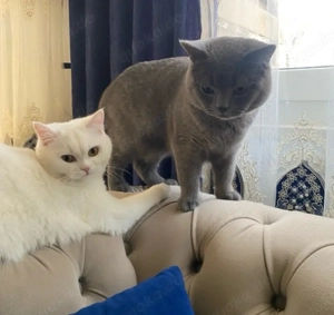 Britisch Kurzhaar Katzen Milo & Nelly zusammen bevorzugt, einzeln möglich 