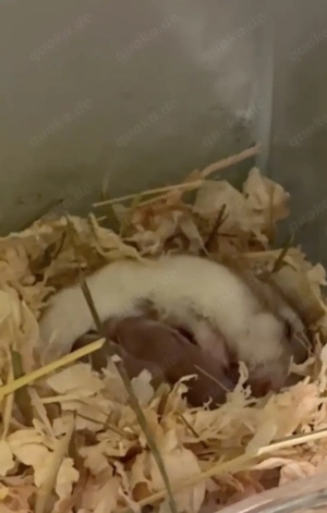 Verkaufe Roborowski-Zwerghamster-Babys!