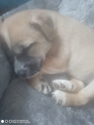 Mischlingshündin Welpe 