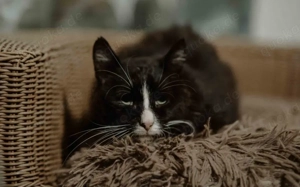 Rio: Ein sanfter Seelenschmeichler sucht seinen Hafen