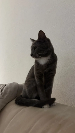 Süßes Kätzchen zu verkaufen