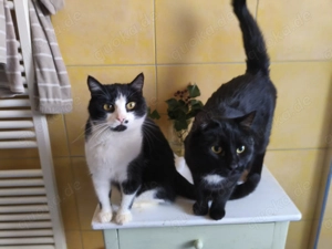 Felix & Nero - zwei schmusige Katerbrüder