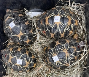 Strahlenschildkröte Astrochelys Radiata Nachzuch 2021