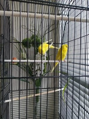 Wellensittiche Vögel 