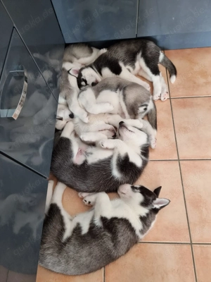 Wunderschöne Sibirische Husky Welpen suchen ihr neues Rudel! 