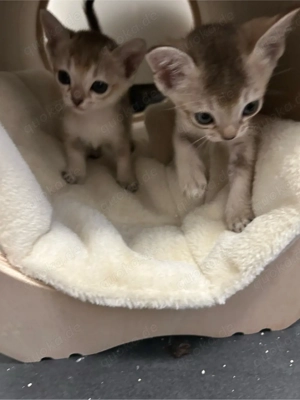 Reinrassige Singapura Kitten