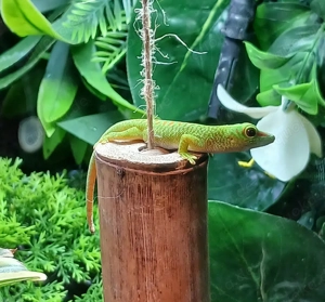 Phelsuma Grandis Jungtiere