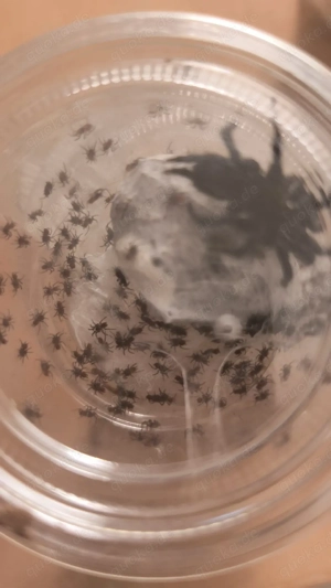 Macrothele sp. nachzuchten spinnen